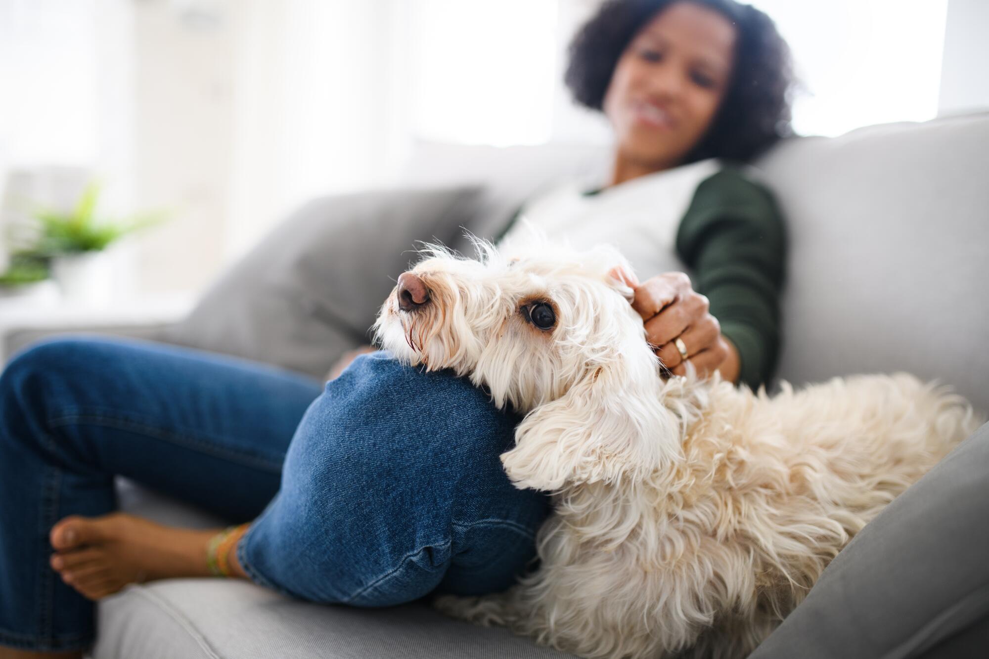 Should You Allow Pets in a Rental Property in Sacramento, California?
